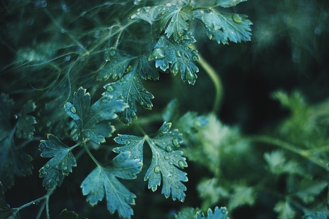 Herbs
