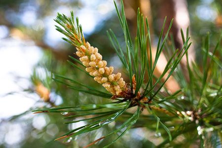 Pine Pollen & Testosterone: Benefits of This Natural Testosterone Booster