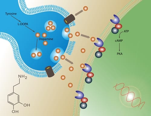 How To Restore Dopamine Receptors Naturally: 8 Steps to Follow